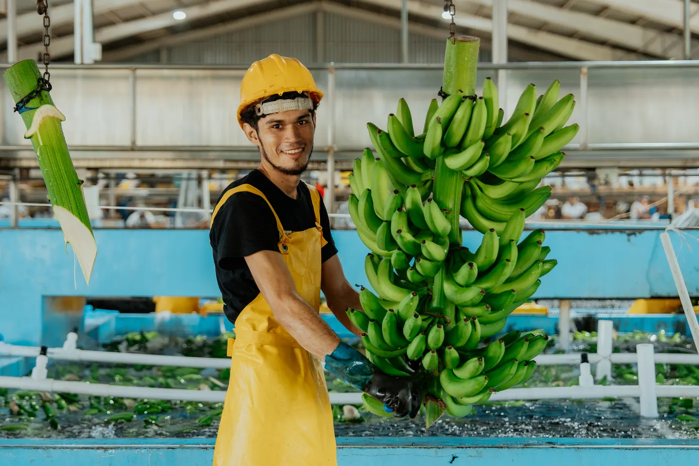 Colaborador de Top Green con un racimo de banano verde en la empacadora
