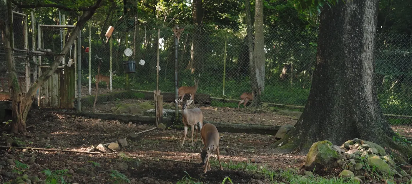 Venados en un área de bosque protegido
