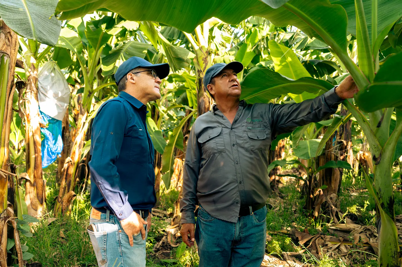 Técnicos de Top Green revisan plantas de banano en el campo